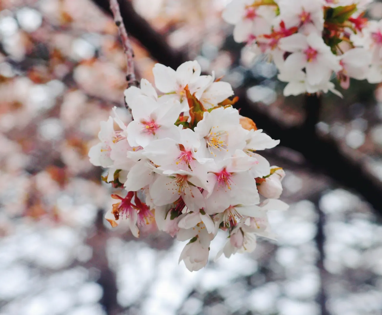 HOKKAIDO – CHITOSE – SAPPORO - NOBORIBETSU 6 DAYS 5 NIGHTS